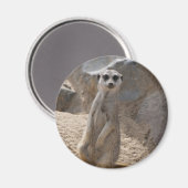 Phantastisch Meerkat Magnet (Vorderseite/Rückseite)