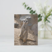 Phantastisch Meerkat Postkarte (Stehend Vorderseite)