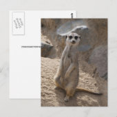 Phantastisch Meerkat Postkarte (Vorne/Hinten)