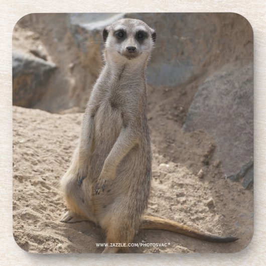 Phantastisch Meerkat Untersetzer (Vorderseite)