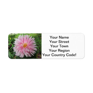 Phantastisch Pink Dahlia Blume