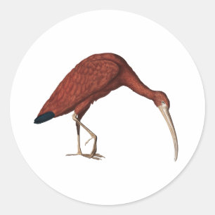 Phantastisch Red Ibis, Eudocimus ruber (1734) Squa Runder Aufkleber