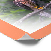 Phantastisch Red Shoulted Hawk Poster (Ecke)