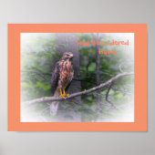 Phantastisch Red Shoulted Hawk Poster (Vorne)