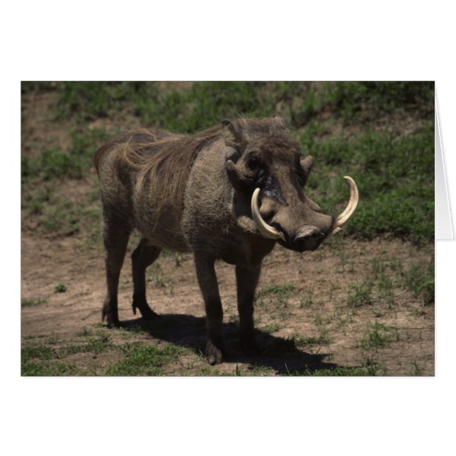 Phantastisch Warthog (Vorderseite (Horizontal))