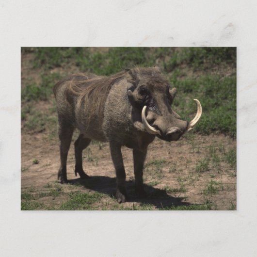 Phantastisch Warthog Postkarte (Vorderseite)