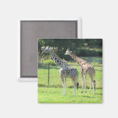 Phantastische Giraffen Magnet (Vorderseite/Rückseite)