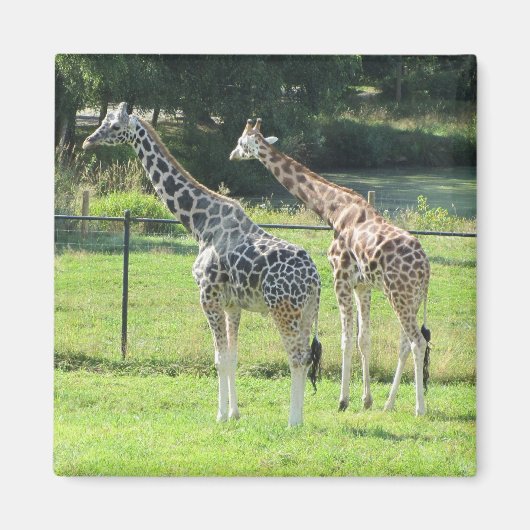 Phantastische Giraffen Magnet (Vorne)