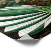 Phantastische Kolibri - Bild von Ernst Haeckel Poster (Ecke)