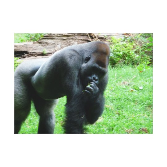 Phantastische Leinwand Gorilla Foto Zazzle De