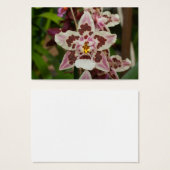 Phantastische mehrfarbige Phalaenopsis Orchid (Vorne & Hinten)