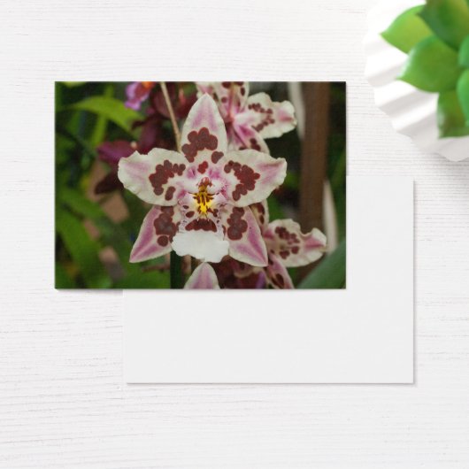 Phantastische mehrfarbige Phalaenopsis Orchid (Schreibtisch)