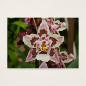 Phantastische mehrfarbige Phalaenopsis Orchid (Vorderseite)