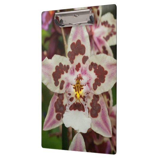 Phantastische mehrfarbige Phalaenopsis Orchid Klemmbrett (Links)