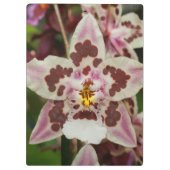 Phantastische mehrfarbige Phalaenopsis Orchid Klemmbrett (Rückseite)