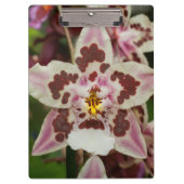 Phantastische mehrfarbige Phalaenopsis Orchid Klemmbrett (Vorderseite)