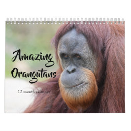 Phantastische Orangutane 2026 Kalender