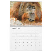 Phantastische Orangutane 2026 Kalender (Jan 2027)