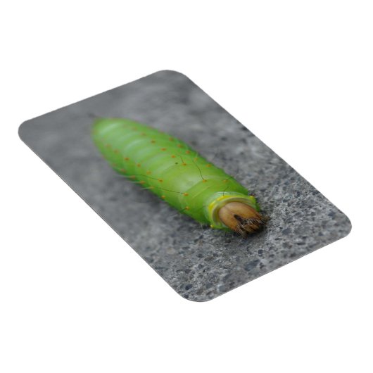 Phantastische Raupe - Antheraea Polyphemus Magnet (Rechte Seite)