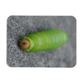 Phantastische Raupe - Antheraea Polyphemus Magnet (Horizontal)