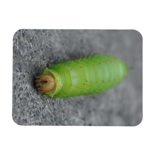 Phantastische Raupe - Antheraea Polyphemus Magnet (Horizontal)