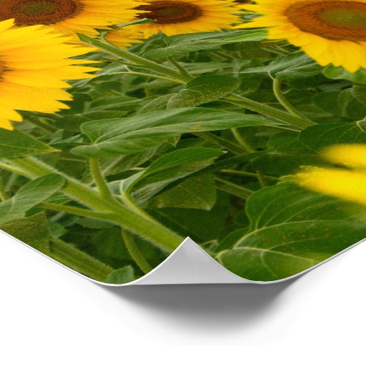 Phantastische Sonnenblumen Poster (Ecke)