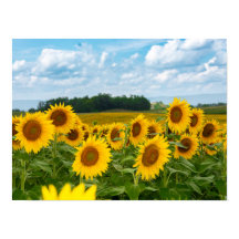 Phantastische Sonnenblumen