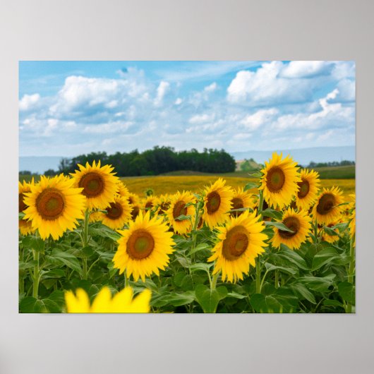 Phantastische Sonnenblumen Poster (Vorne)