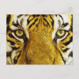Phantastische Tiger Eyes Wildlife Painting Postkarte