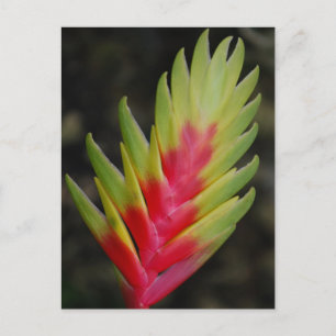 Phantastische tropische Pflanze Postkarte