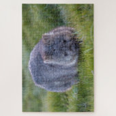 Phantastische Wombat im Grass Australien, 1014 Stü Puzzle (Vertikal)