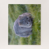 Phantastische Wombat im Grass Australien, 520 Stüc Puzzle (Vertikal)