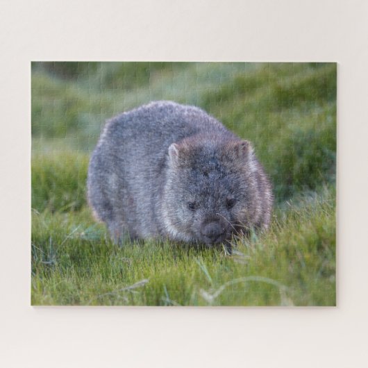 Phantastische Wombat im Grass Australien, 520 Stüc Puzzle (Horizontal)