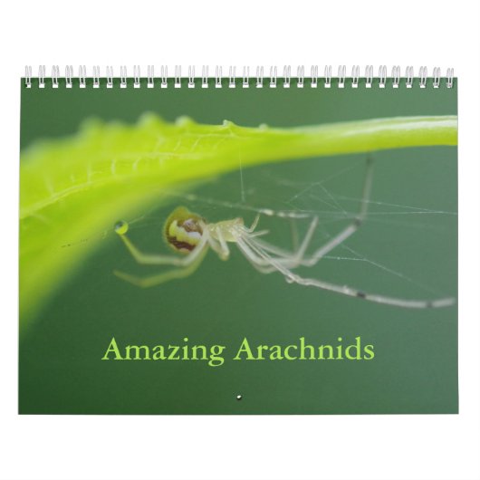 Phantastischer Arachnids-Spider-Kalender Kalender (Titelbild)
