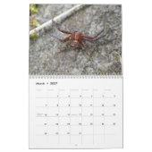 Phantastischer Arachnids-Spider-Kalender Kalender (Mär 2027)