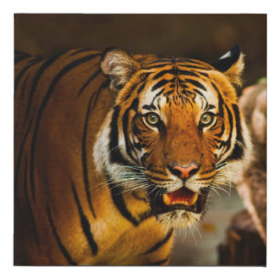 Phantastischer dynamischer Tiger nah-up Künstlicher Leinwanddruck