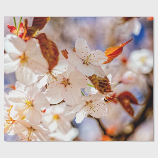 Phantastischer Haufen Sakura-Blume im Frühjahr Geschenkpapier (Flach)