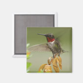 Phantastischer Hummingvogel Magnet (Vorderseite/Rückseite)