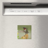Phantastischer Hummingvogel Magnet (In Situ (Geschirrspüler))