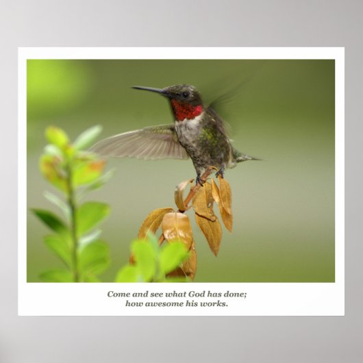 Phantastischer Hummingvogel Poster (Vorne)