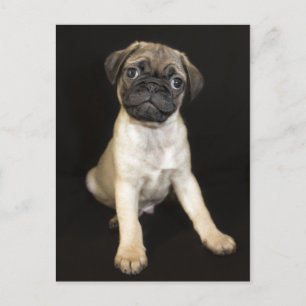 Phantastischer kleiner Mops Welpe Postkarte