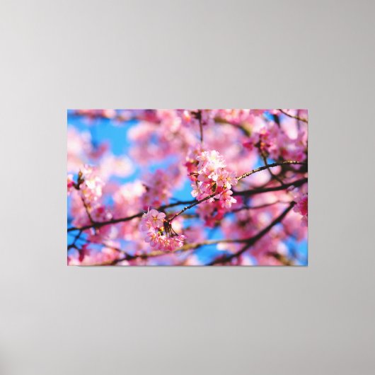 Phantastischer rosa Sakura und blauer Frühlingshim Leinwanddruck (Vorderseite)