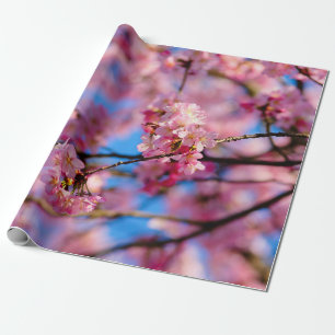 Phantastischer rosa Sakura und blauer Himmel Geschenkpapier