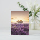 Phantastischer Sonnenaufgang Single und lila Heide Postkarte (Stehend Vorderseite)