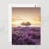 Phantastischer Sonnenaufgang Single und lila Heide Postkarte (Vorne/Hinten)