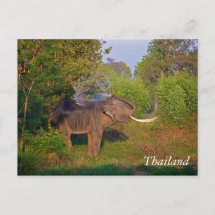 Phantastischer thailändischer Elefant Postkarte