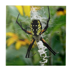 Phantastisches Foto Orb Spider im Web Fliese