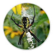 Phantastisches Foto Orb Spider im Web Keramikknauf (Vorderseite)