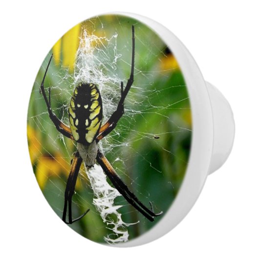 Phantastisches Foto Orb Spider im Web Keramikknauf (Rechts)