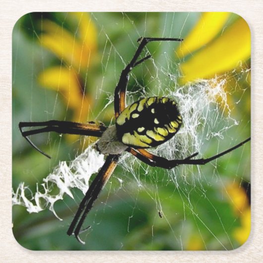 Phantastisches Foto Orb Spider im Web Rechteckiger Pappuntersetzer (Vorderseite)